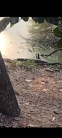 Crocodile seen in Bhitari village pond, villagers in panic