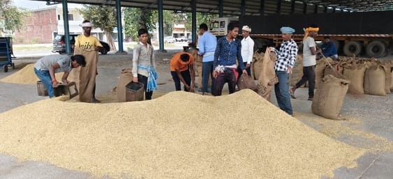 Paddy piles started piling up in the markets, waiting to be purchased