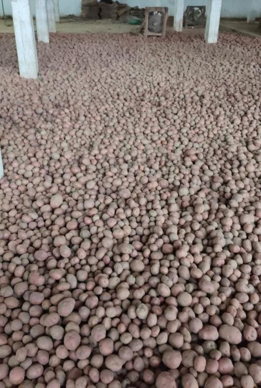 Potato prices rise after Nepal border opens, farmers get relief