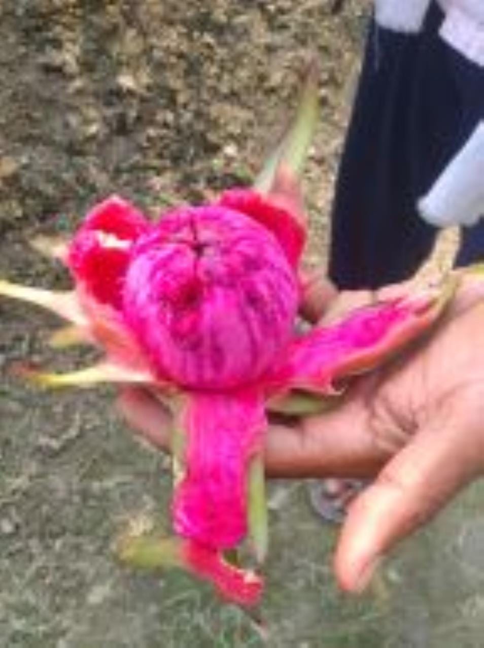 Sangram is cultivating dragon fruit and banana without chemical fertilizers