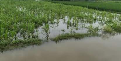 100 bigha crops submerged due to overflowing of Kewani river