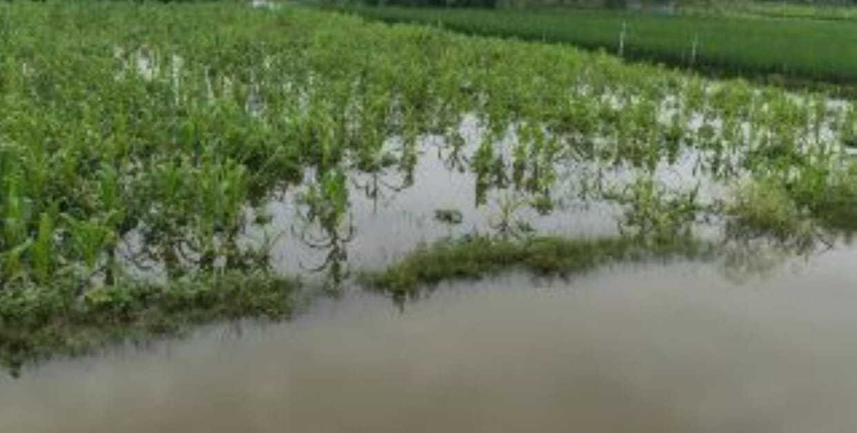 100 bigha crops submerged due to overflowing of Kewani river