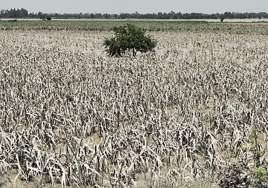 Farmers are busy in giving wings to their dreams which were washed away in the flood