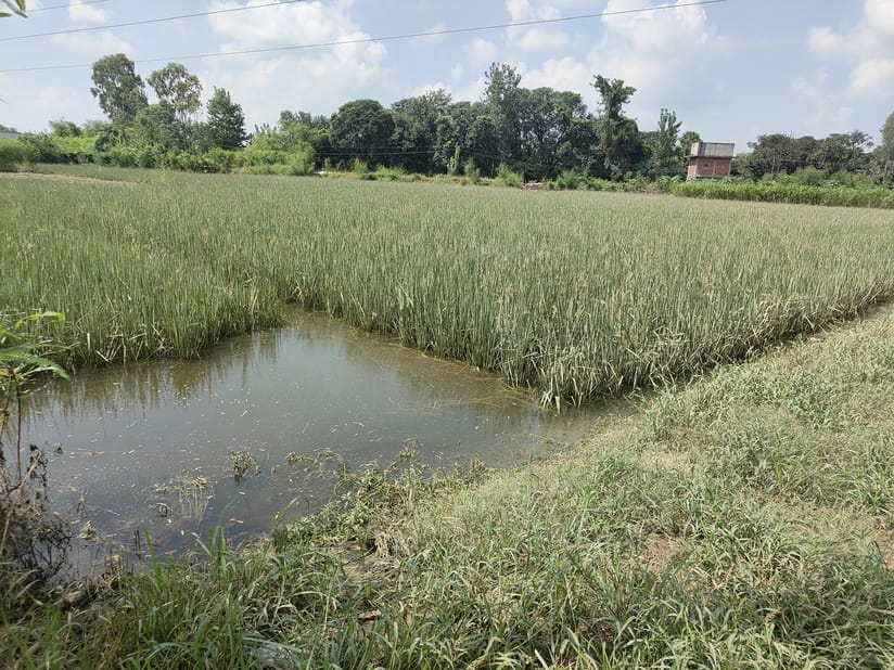 10 acres of land was taken on contract and paddy was planted, flood destroyed everything
