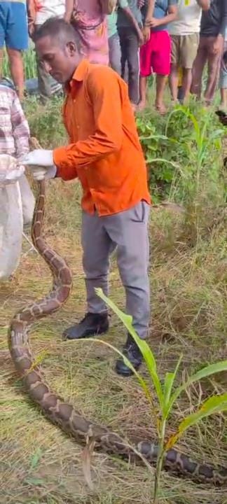 Panic spread after seeing a python swallowing a baby Nilgai