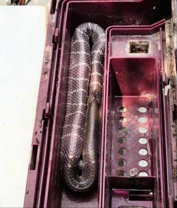 The snake entered the washing machine and sat down