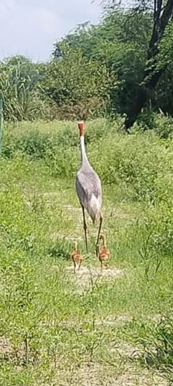 Breeding season of birds on Shekha Lake, two baby cranes hatched from eggs