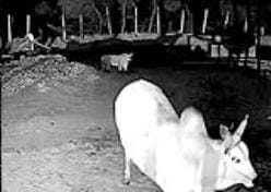Leopard entered the cowshed, caught on CCTV