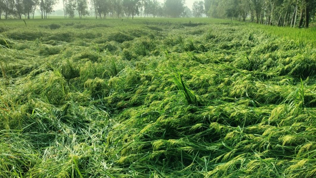 Paddy crop fell due to rain and strong winds
