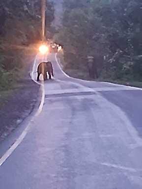 Elephant reached Shahdol-Rewa main road with baby elephant, had to be closed