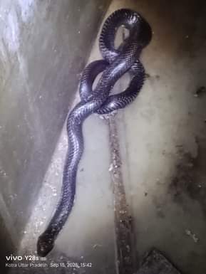 A snake was found in the house, the forest department team caught it after two hours