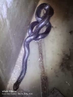 A snake was found in the house, the forest department team caught it after two hours