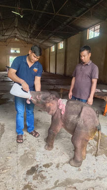 The baby elephant separated from its family will grow up in Corbett's lapThe baby elephant separated from its family will grow up in Corbett's lap