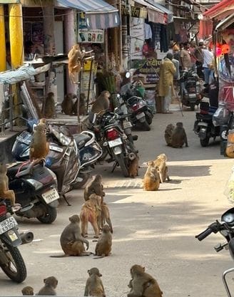 Monkeys took away the peace of the city dwellers, injured 650 people in five months