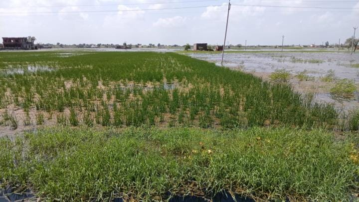 Farmers of 234 villages demanded compensation on e-compensation portal, Girdawari work continues