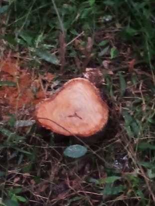 10 sandalwood trees were cut in broad daylight in the herbal garden of Ayush department in Neri