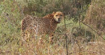Fight between leopard and cheetah in National Park, Flame Cheetah dies