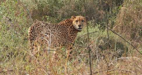 Fight between leopard and cheetah in National Park, Flame Cheetah dies