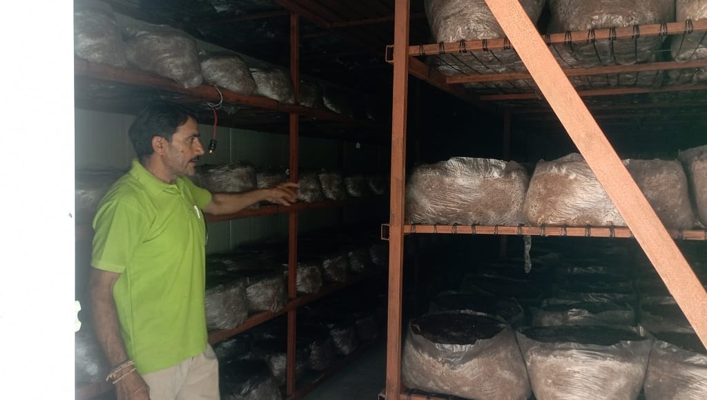 arnia news, mashroom farming news