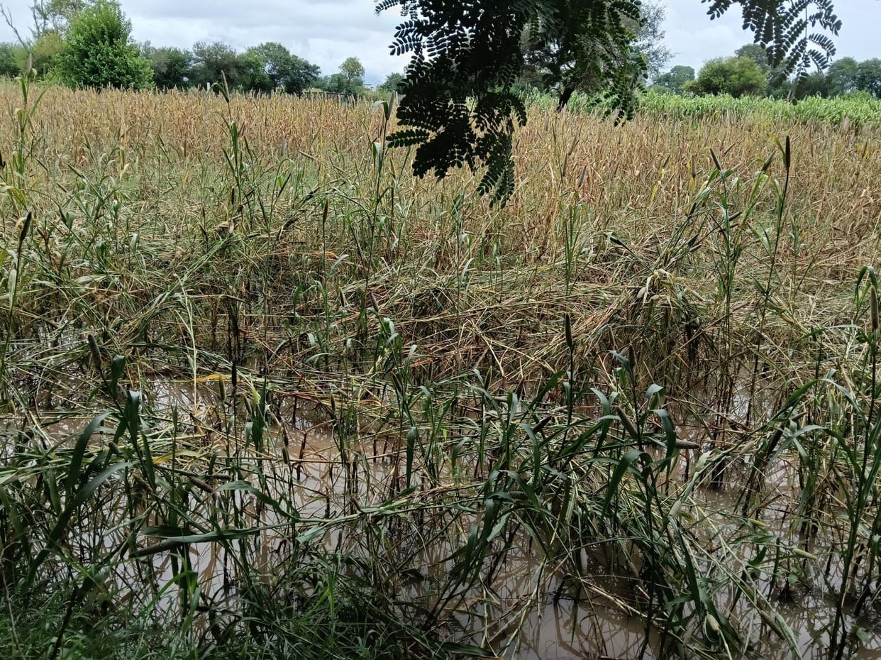 Floods Destroyed Crops, Relief Stuck in System: Farmers Await Compensation Since 2020