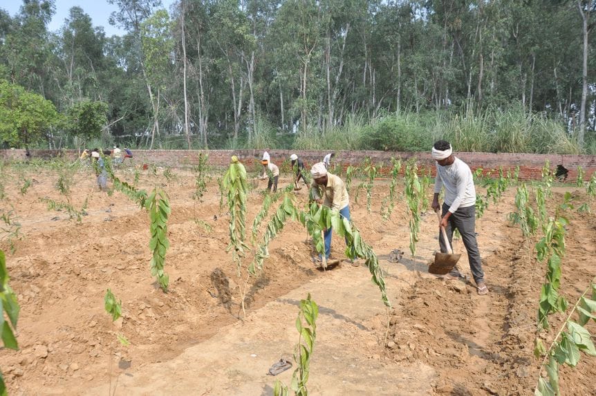 On PM Modi's birthday, Nadda and CM will plant Triveni in the corporation's Namo forest today