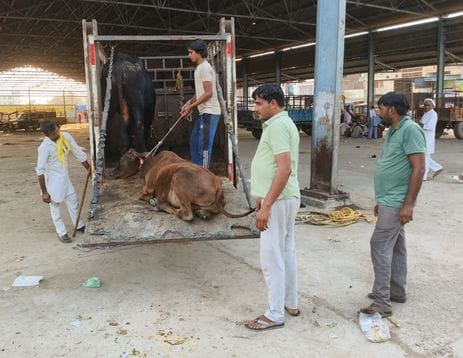 The municipality caught 70 stray animals in the town in two days.