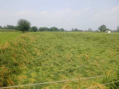 Heavy rain accompanied by strong winds caused crop collapse