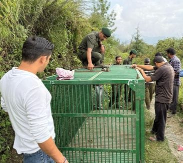 The forest department installed three cages and cameras to capture the bear in Karali.