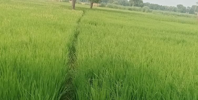 Electricity is available for only 10 hours per day, farmers are worried
