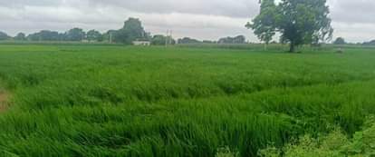Rain brings smiles to farmers' faces, paddy is getting a lifeline