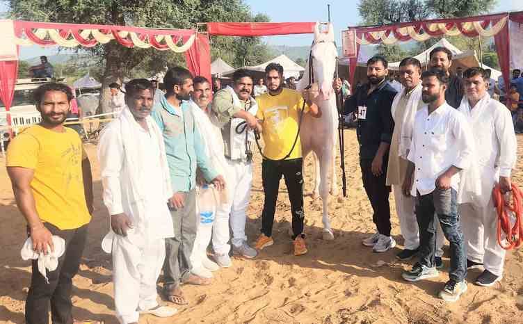 Jhajjar's horse Haryana Ratan tops Shekhawati Horse Show