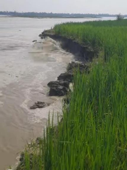 Paddy and sugarcane crops submerged in the river in Bari Majha