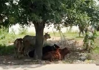 Stray cattle damaged a car in Sector 5