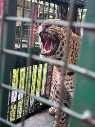 The hearing continued till evening, worn out teeth gave testimony, the leopard was sentenced to life imprisonment
