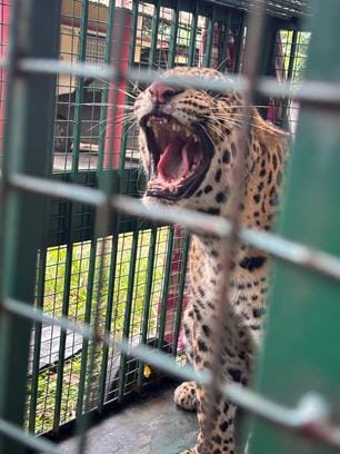 The hearing continued till evening, worn out teeth gave testimony, the leopard was sentenced to life imprisonment