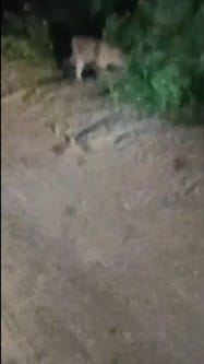 Claim of leopard sighting in the forest of Ramghat area