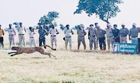 पिंजरे से बाहर निकलते ही धीरा ने बाड़े में लगाई दौड़
