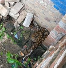 Python seen at Ramgarh turn