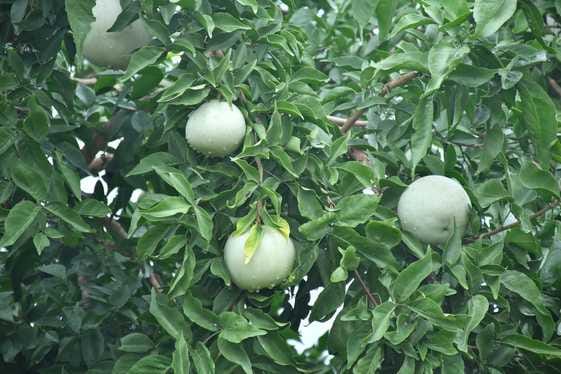 Agricultural University has developed three varieties of fruits and spices