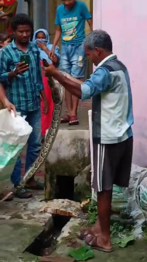 The python's appearance caused a commotion