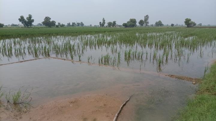 The work of girdawari in the district is complete, with an estimated loss of 1.45 lakh acres. Out of 302 villages, 24,086 farmers from 240 villages have applied for compensation.