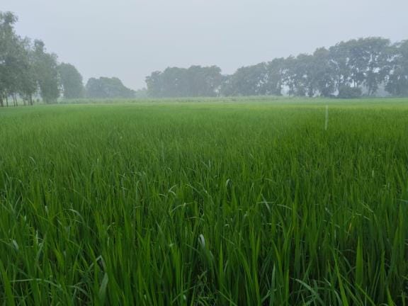 Rain brought Sanjeevani to the fields