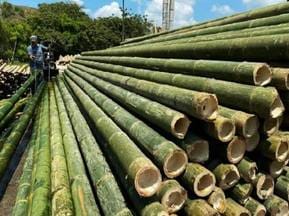 Bamboo shortage has stopped the tunes of the flute city
