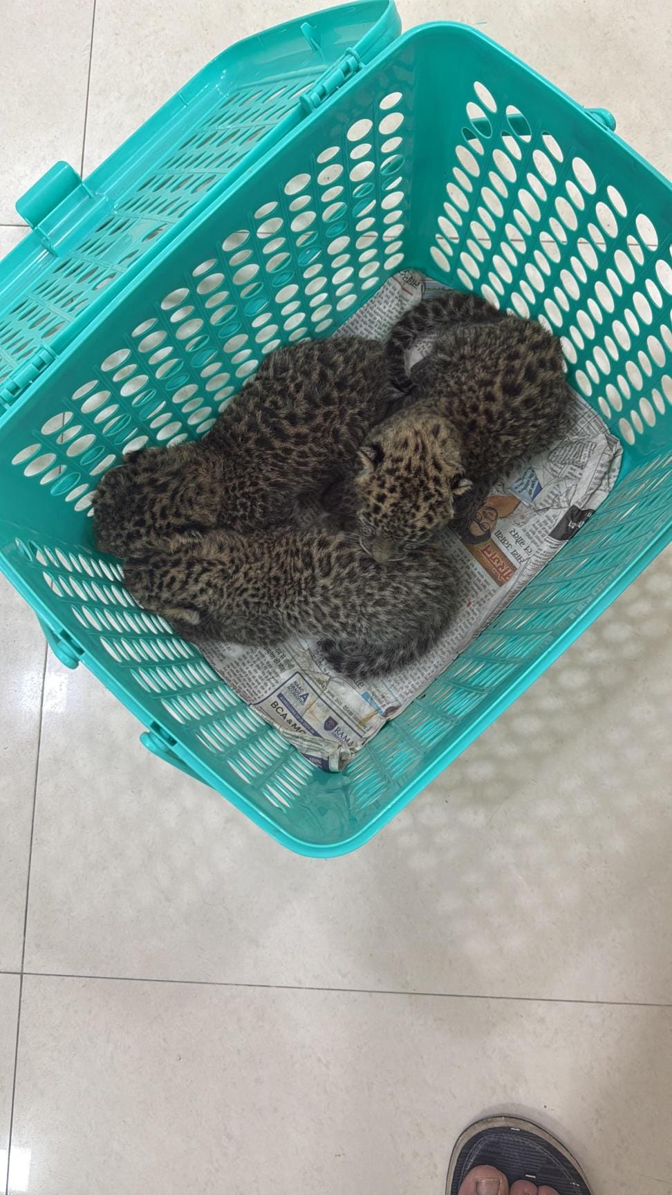 In Gorakhpur Zoo, Leopard cubs are living separately from leopards drinking cat milk replacer