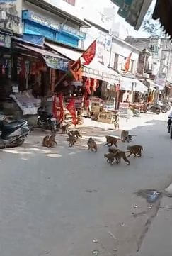Monkeys have made it difficult for the city residents to move around in the streets.