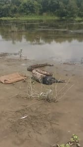 15-foot python found in sugarcane field