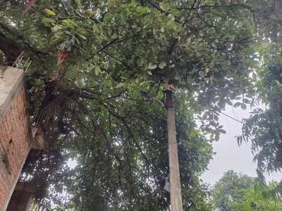 Tree fell on 33 KV wire, power supply disrupted for five hours
