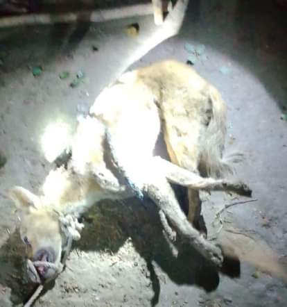 Wolf injures woman, goat becomes prey