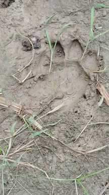 Forest workers are trying to locate the tiger.