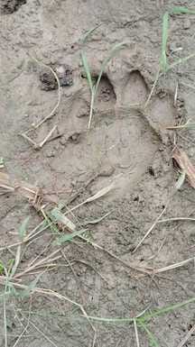 Forest workers are trying to locate the tiger.